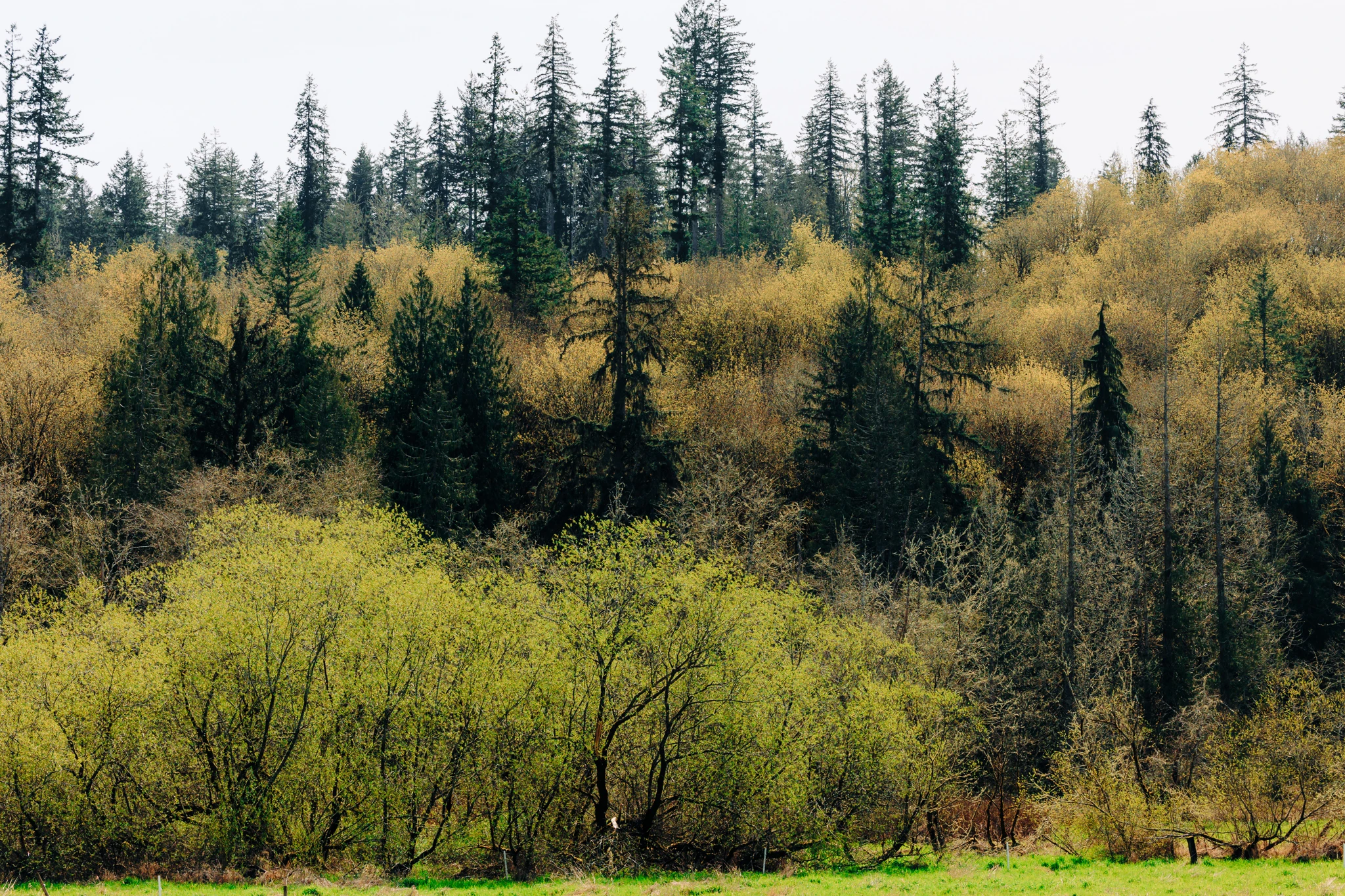 Scenic view of natural surroundings at the Olympic Peninsula, Earth Funeral’s conservation project.