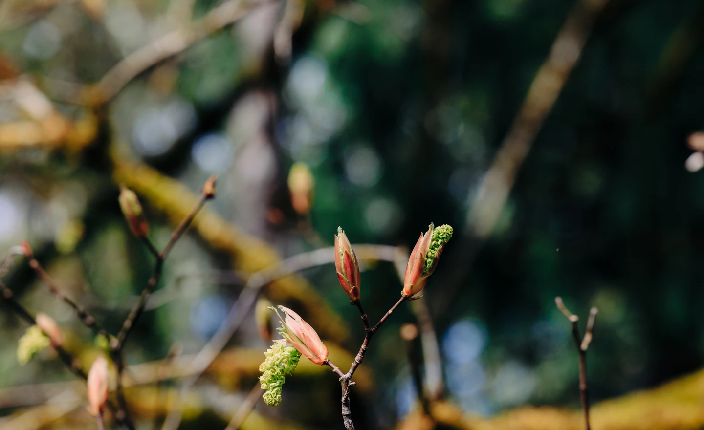 Close-up of a forested area at Earth Funeral's conservation site, featuring dense greenery and wildflowers.
